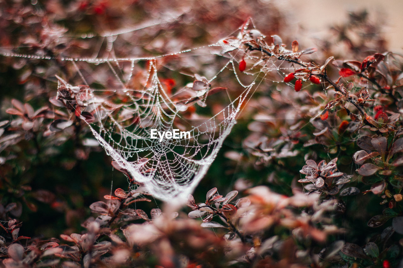 CLOSE-UP OF SPIDER WEB ON BRANCH OF TREE