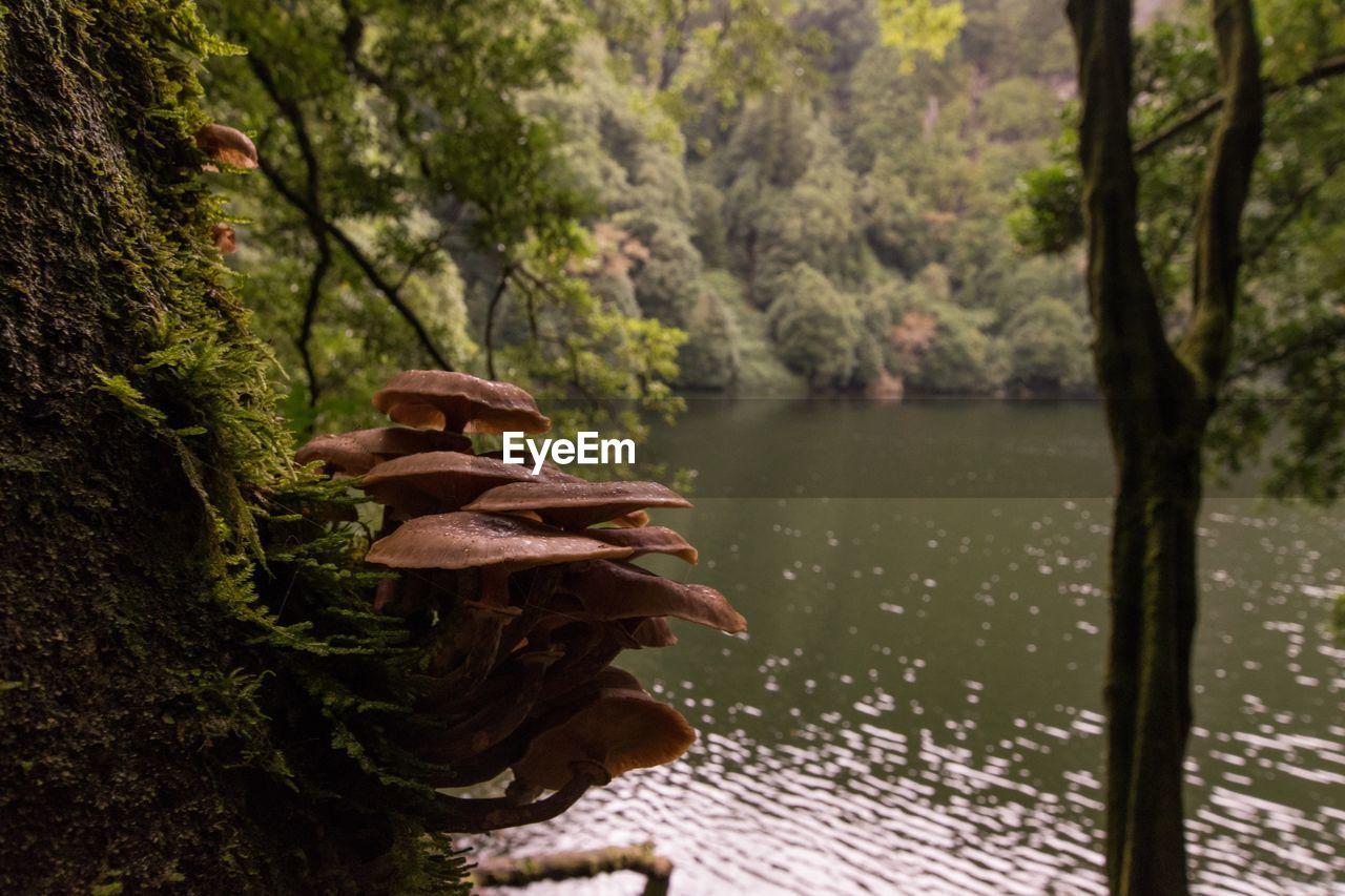 Close-up of tree trunk in forest