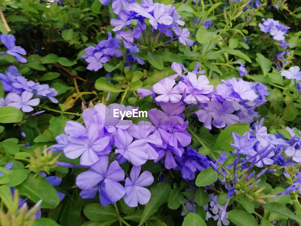 CLOSE-UP OF PURPLE FLOWERING PLANT IN BLOOM