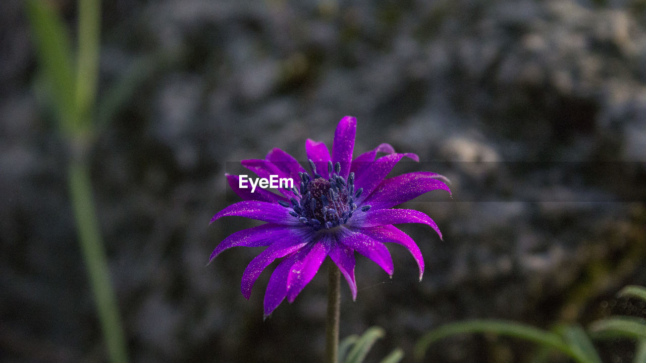 CLOSE-UP OF PURPLE FLOWER BLOOMING