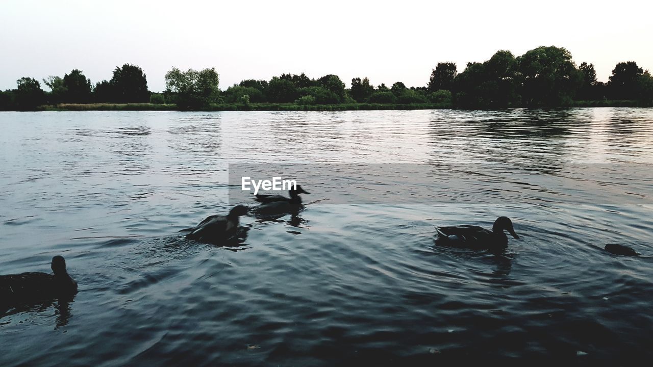 BIRDS SWIMMING IN LAKE