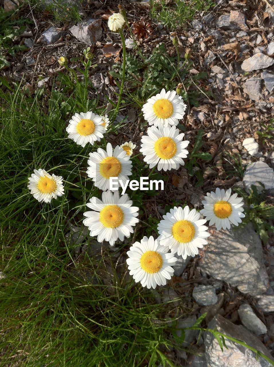 YELLOW FLOWERS