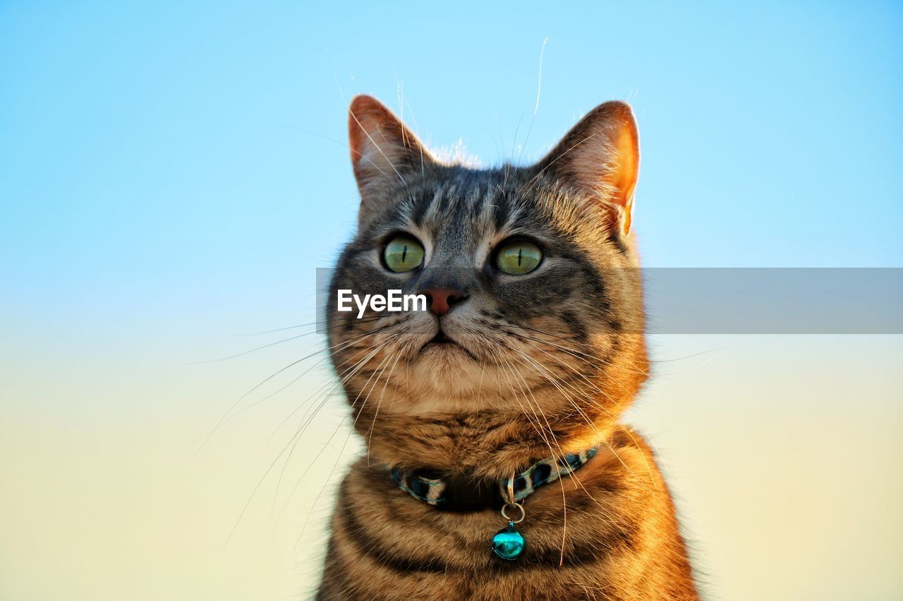 Portrait of cat against clear sky