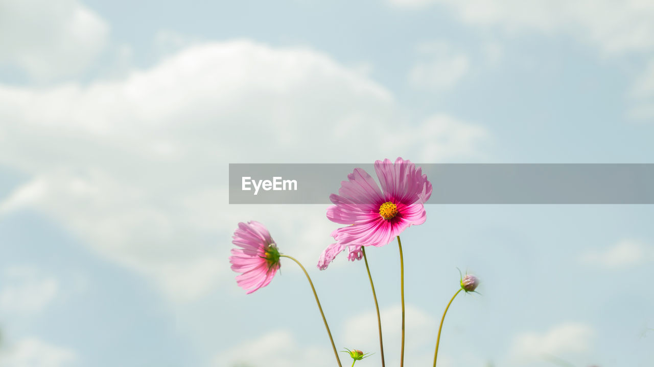 Low angle view of pink cosmos flowers blooming against sky