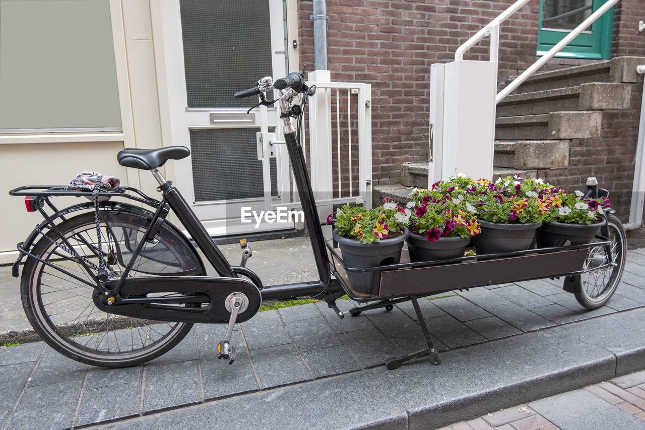 POTTED PLANT ON STREET BY BUILDING