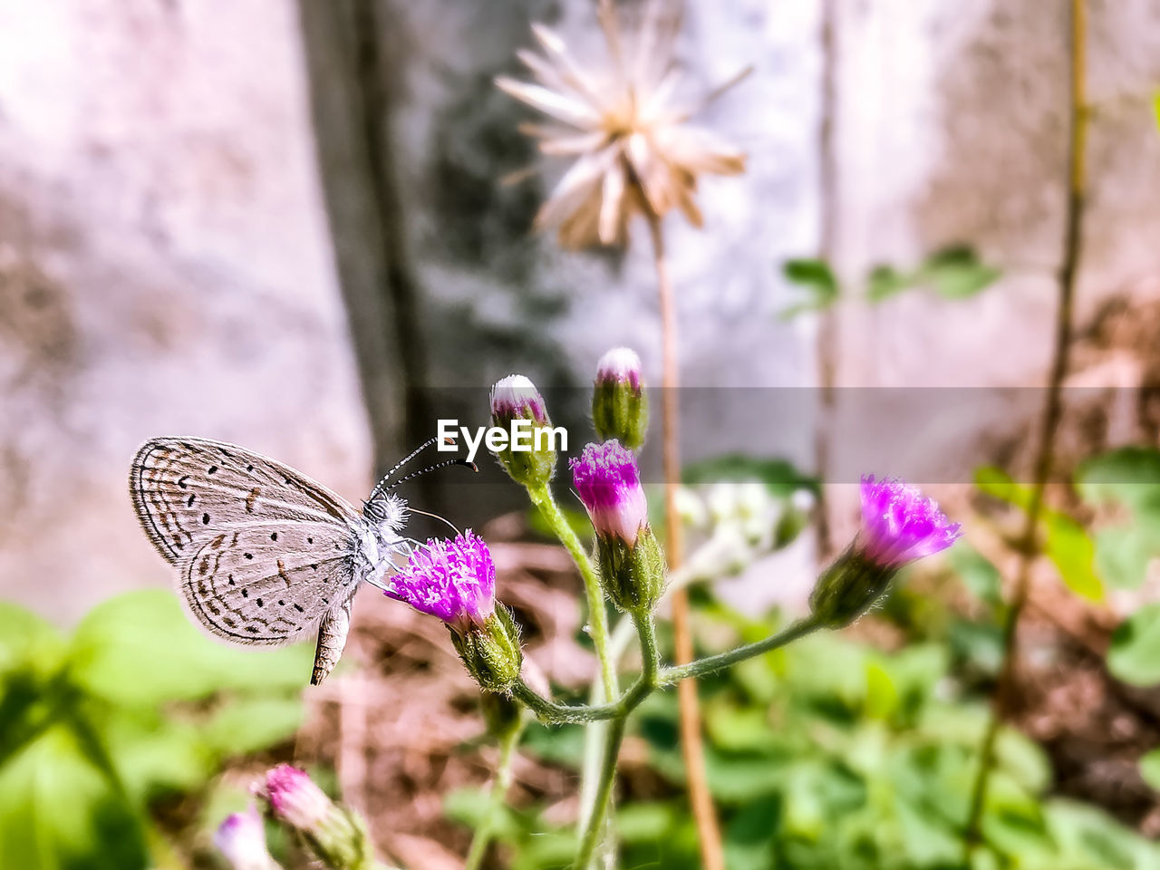 CLOSE-UP OF BUTTERFLY POLLINATING ON FLOWER