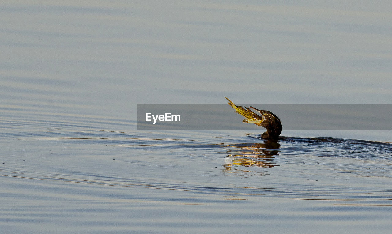 BIRD SWIMMING IN LAKE