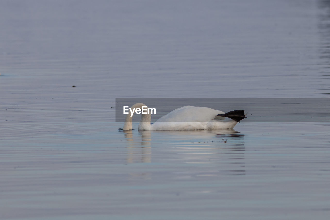 SWAN SWIMMING ON LAKE