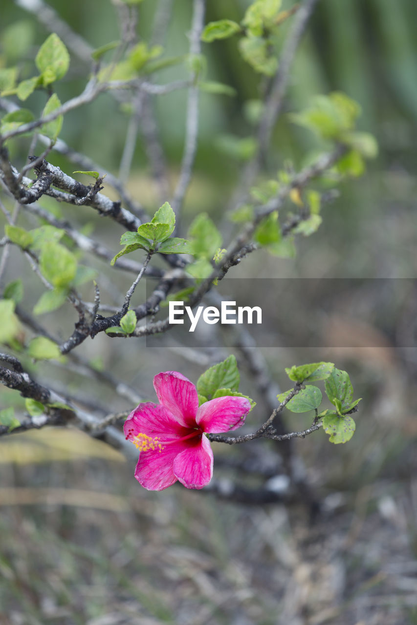 Close-up of pink flowering plant