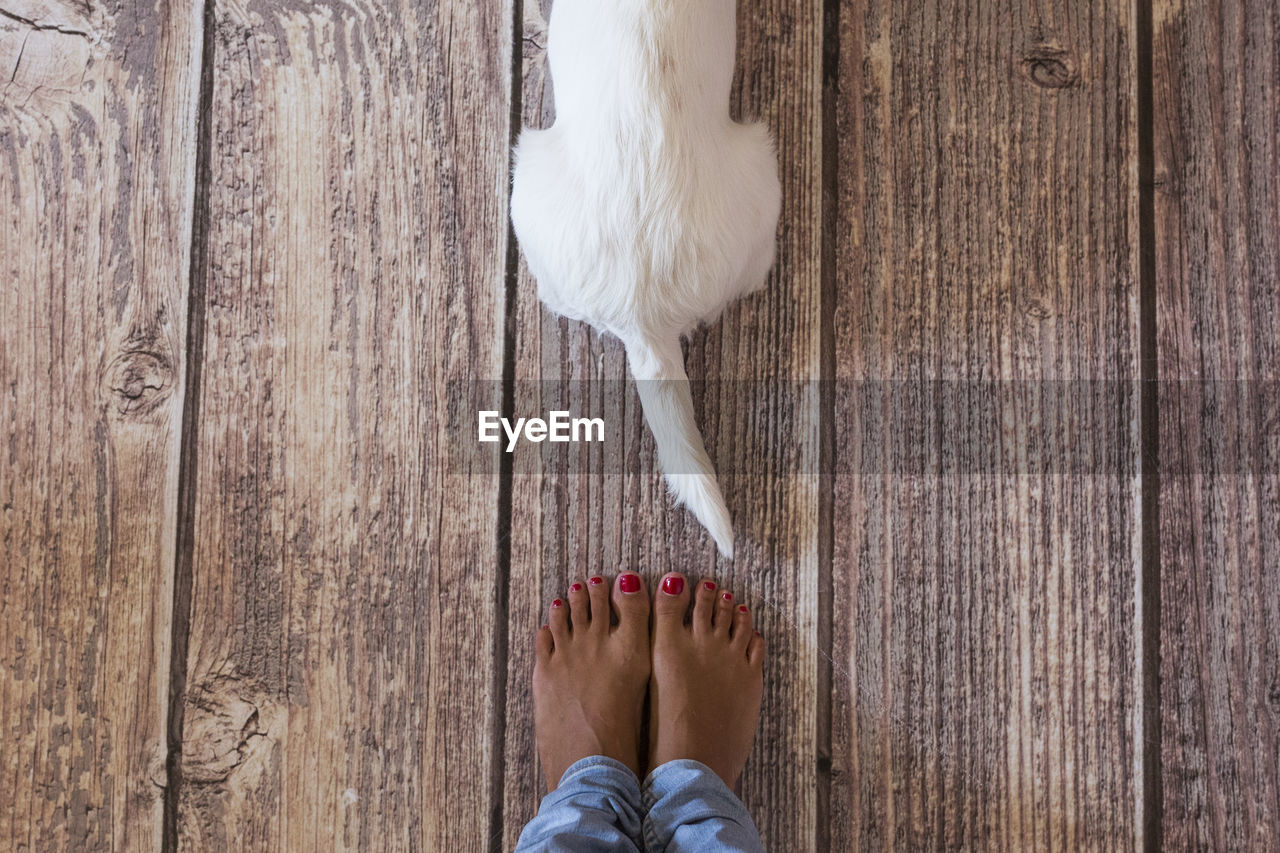 Low section of woman standing by dog on wooden floor