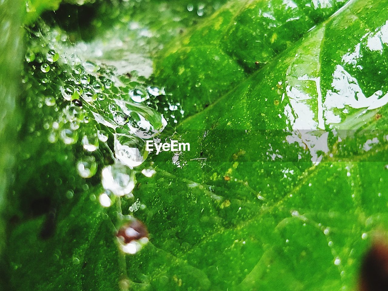 FULL FRAME SHOT OF WET LEAF