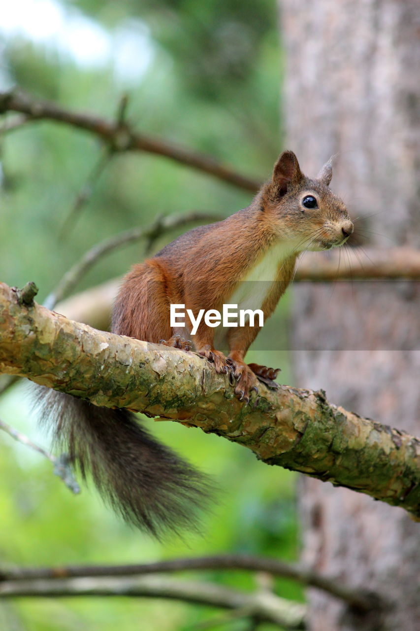 SQUIRREL ON TREE