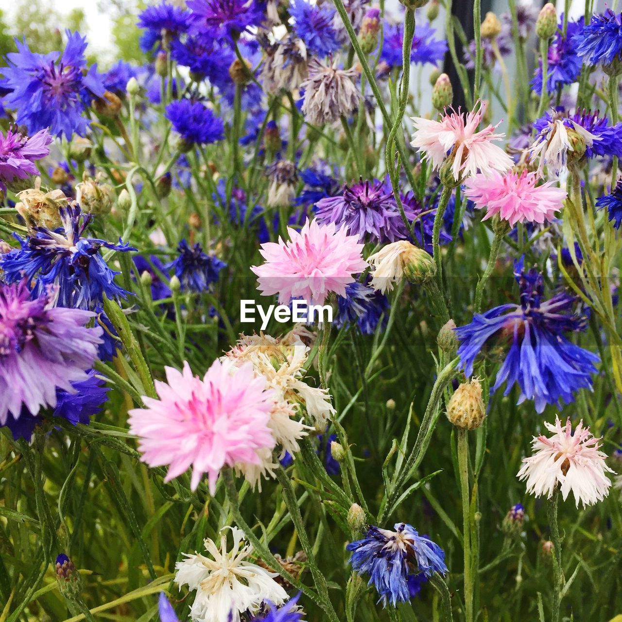 CLOSE-UP OF PURPLE FLOWERS IN PARK