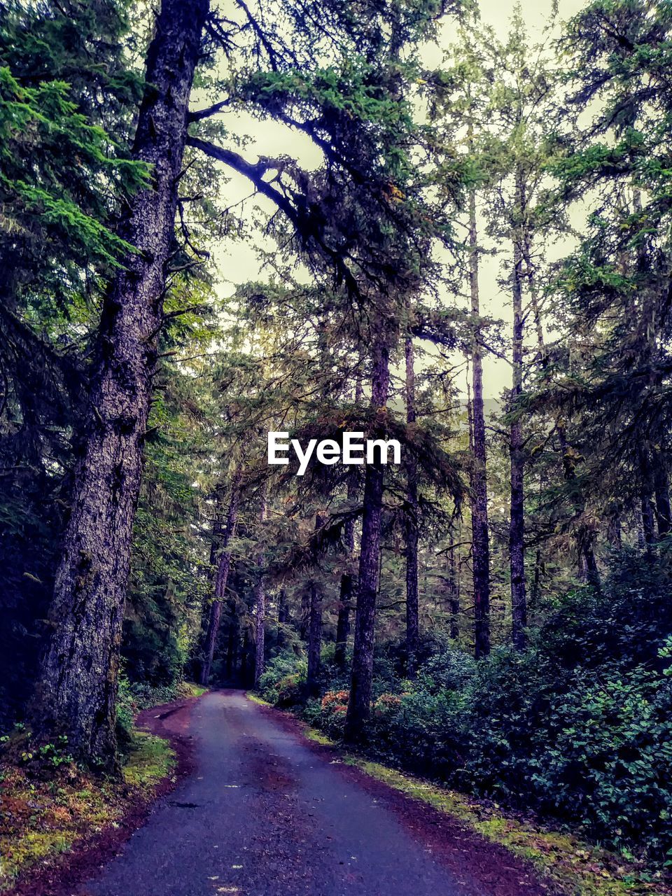 ROAD IN FOREST