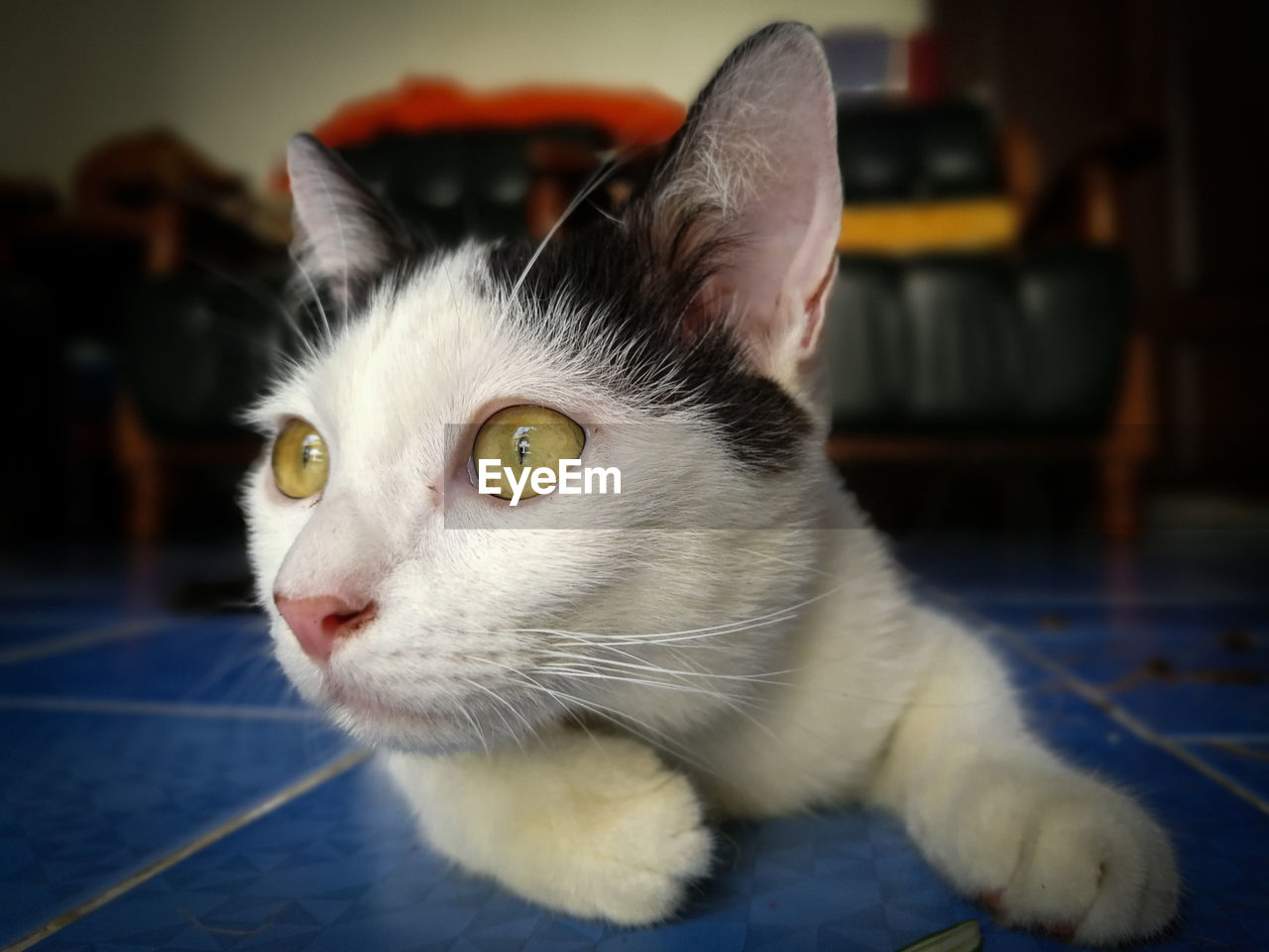 Close-up of cat looking away