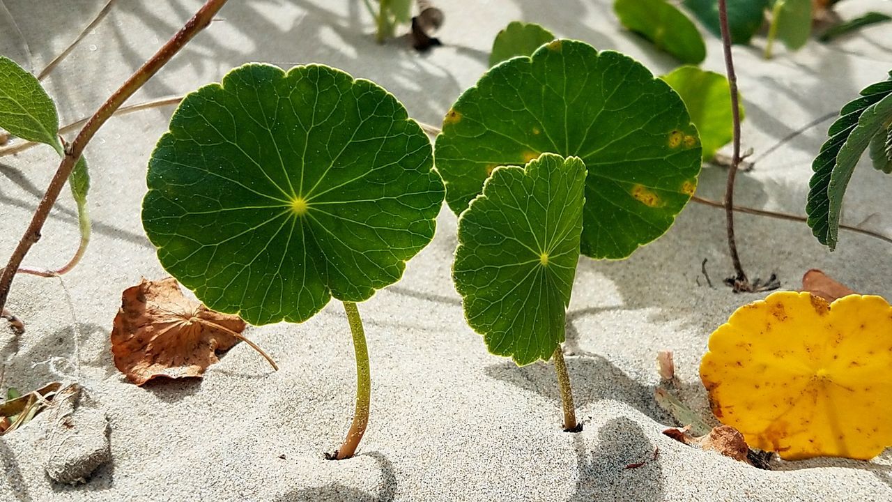 Close-up of plant in white sand