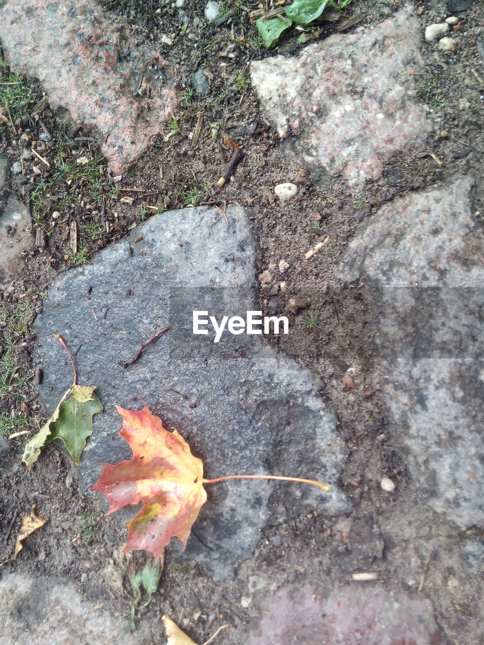 HIGH ANGLE VIEW OF MAPLE LEAVES ON ROCKS