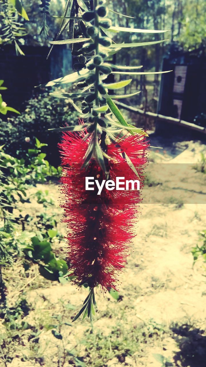 CLOSE-UP OF FRESH PLANTS AGAINST TREES