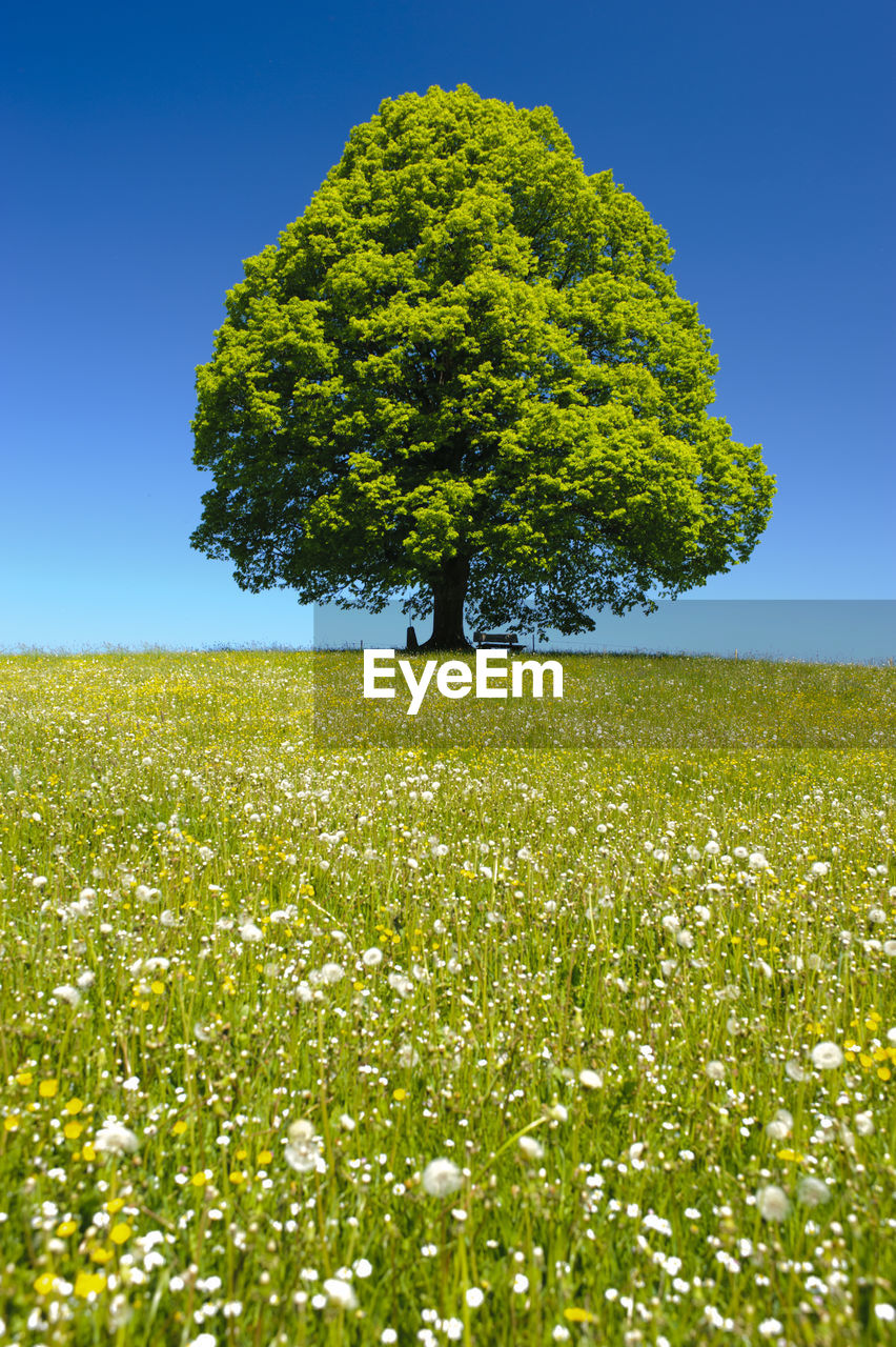 Trees on field against clear blue sky