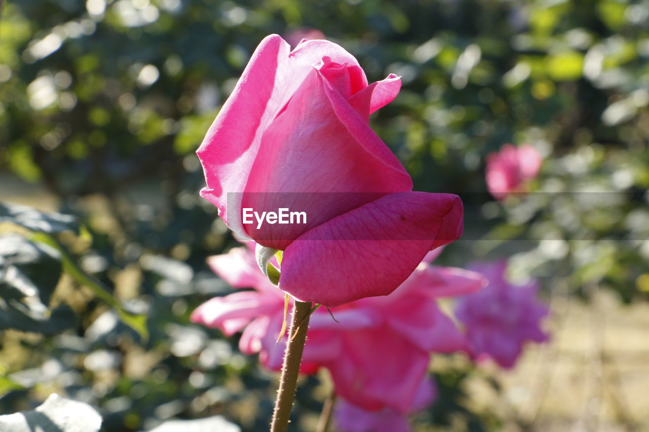 CLOSE-UP OF PINK FLOWER GROWING OUTDOORS