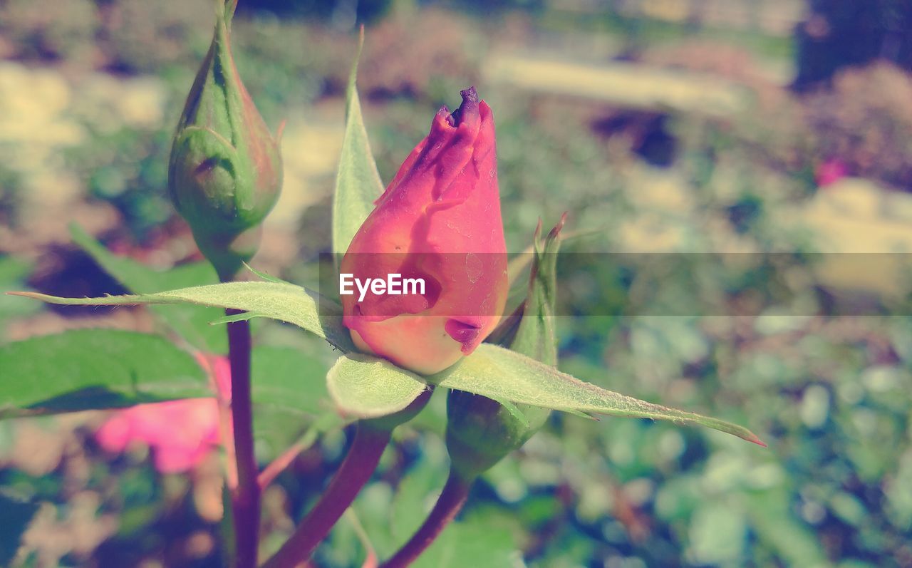 CLOSE-UP OF FLOWER WITH WATER DROPS