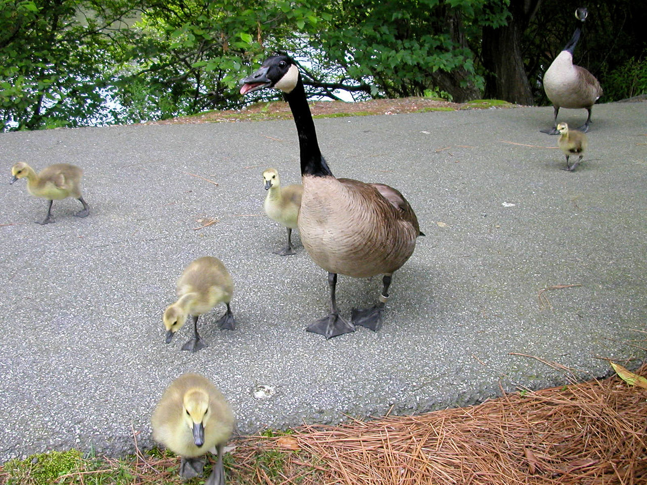 DUCKS IN PARK