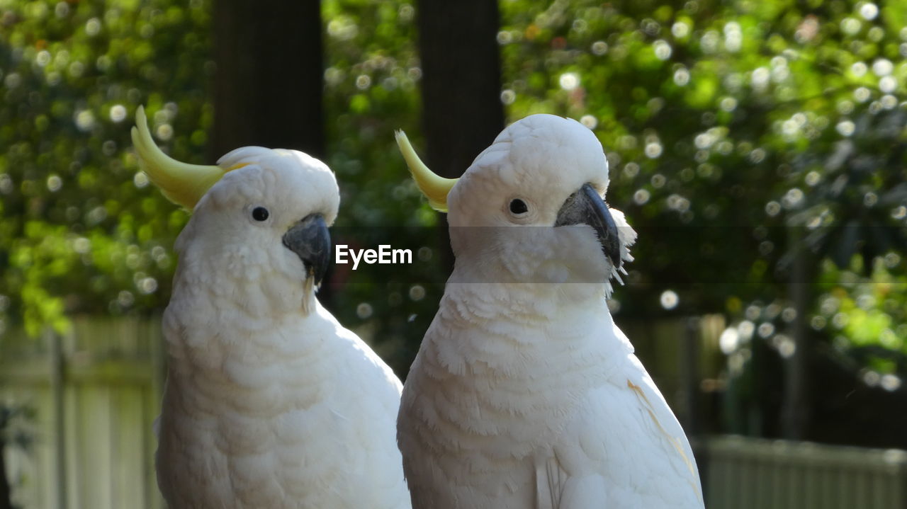 CLOSE-UP OF BIRDS PERCHING