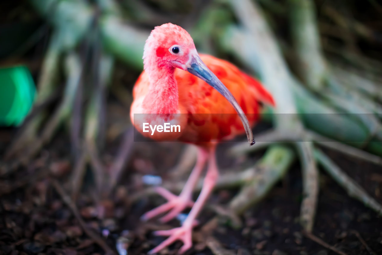 Close-up of a bird on field