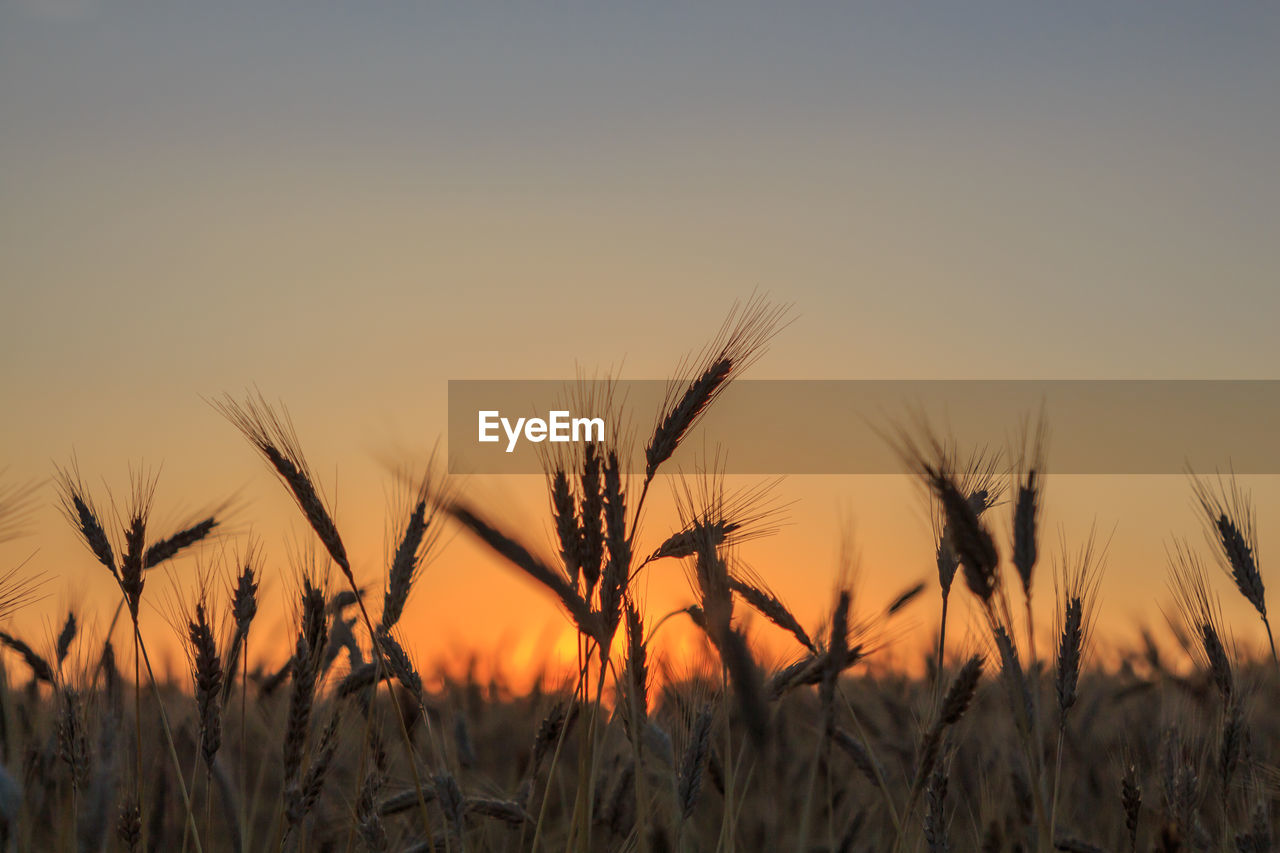 Backlit wheat plant in the field with the background in sunrise. farm food concept