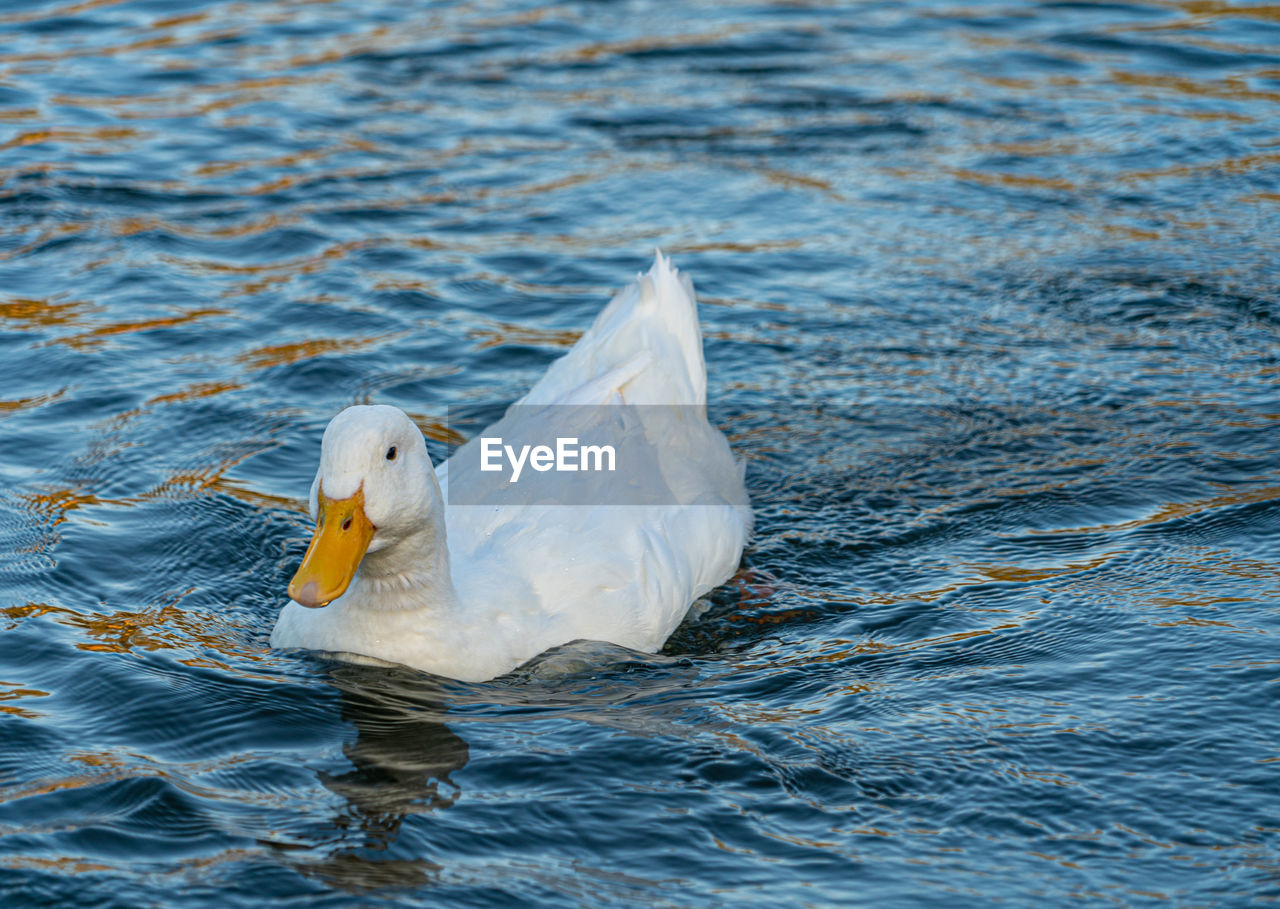 Large white pekin peking aylesbury american heavy single white duck water fowl low level close up 