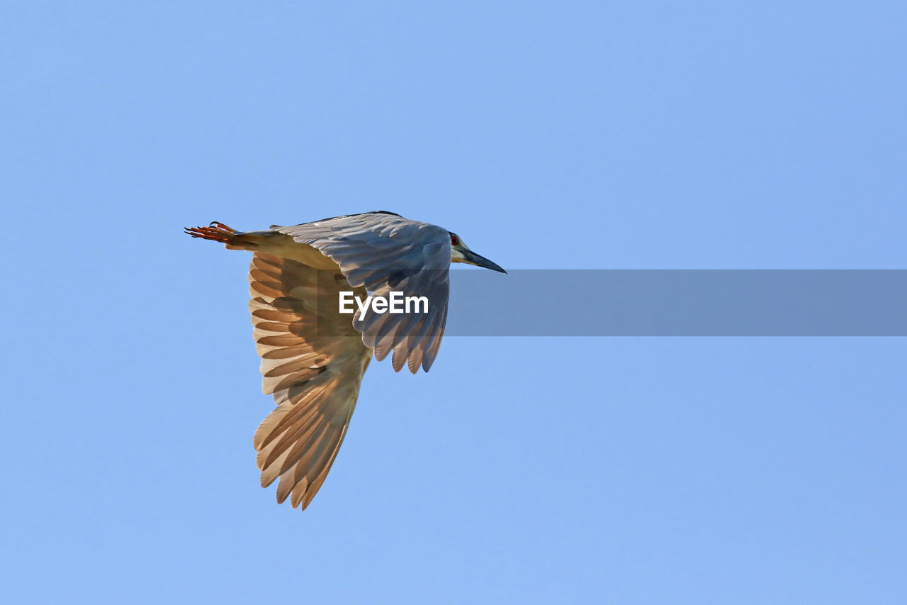 Low angle view of bird flying against clear blue sky