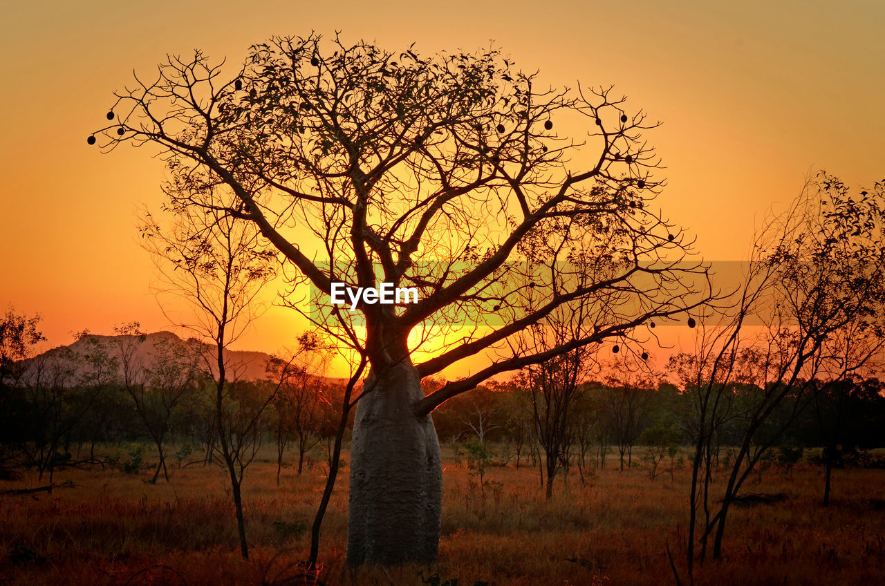 SILHOUETTE TREES AGAINST SKY AT SUNSET