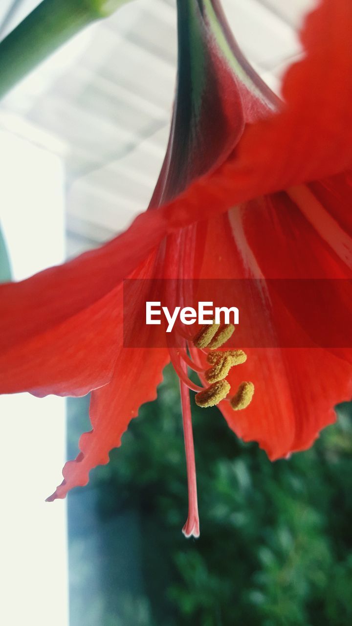 CLOSE-UP OF FRESH RED HIBISCUS FLOWER WITH YELLOW PETALS