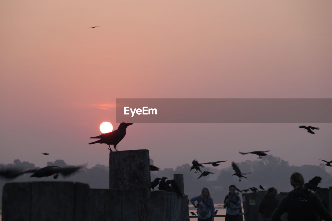 SILHOUETTE BIRDS FLYING IN SKY