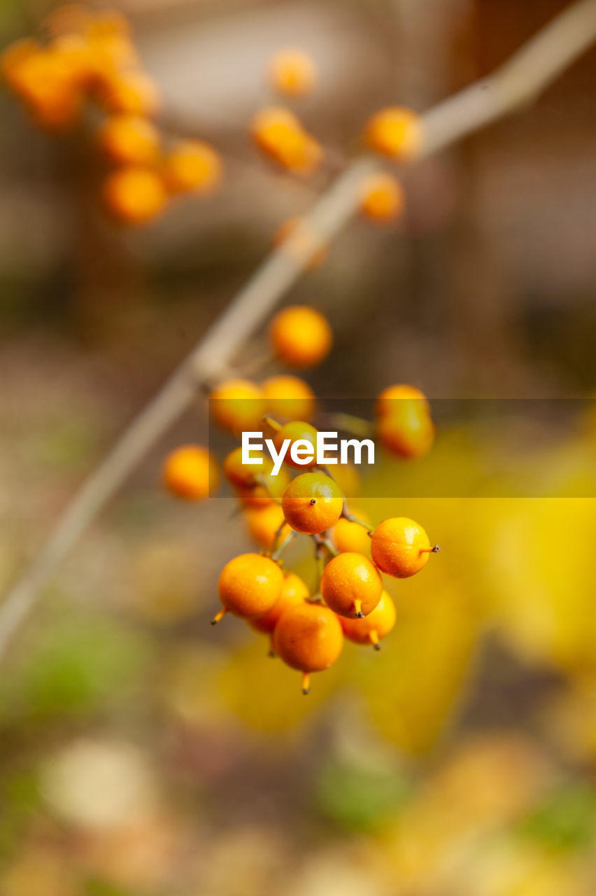 close-up of red fruit on tree