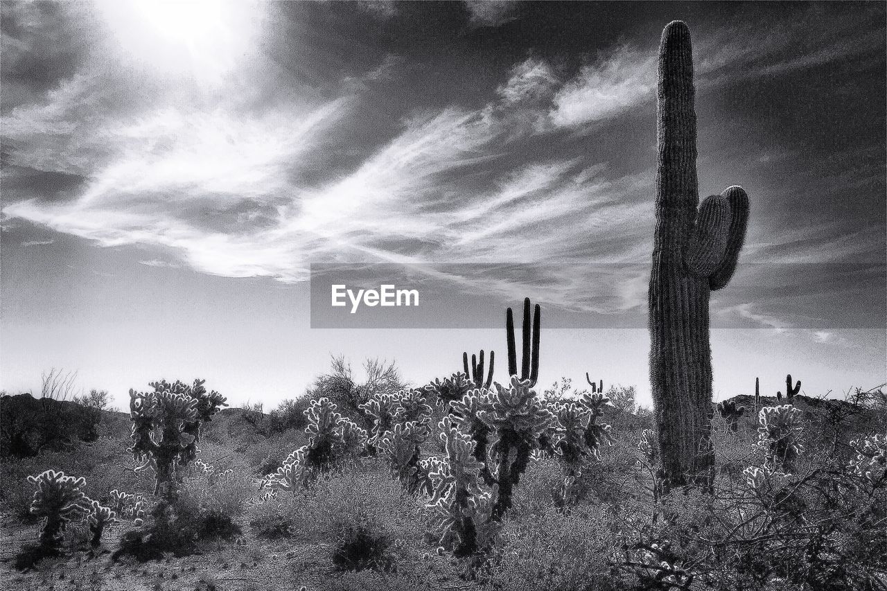 Cactus and plants growing on field against cloudy sky