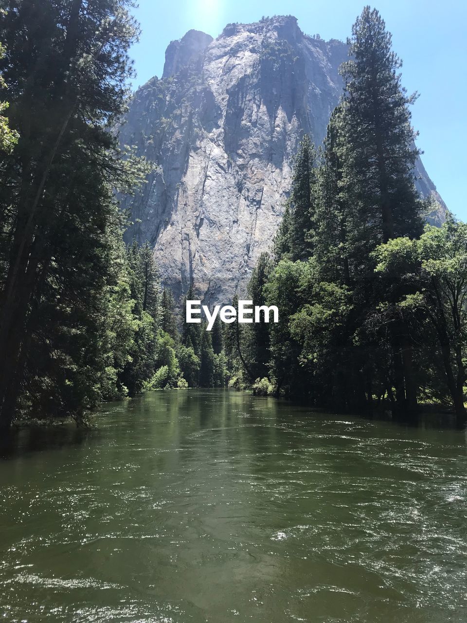 Scenic view of lake by trees in forest