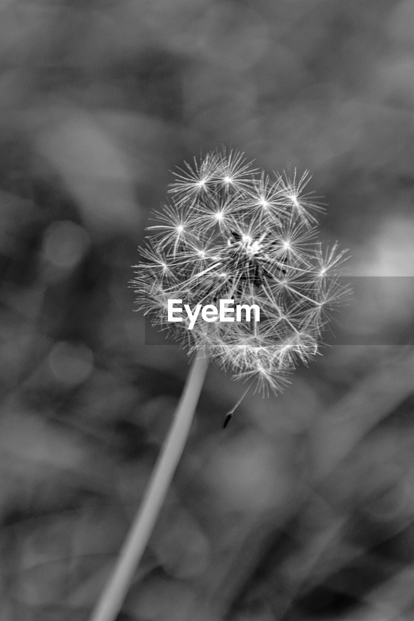 CLOSE-UP OF DANDELION FLOWER