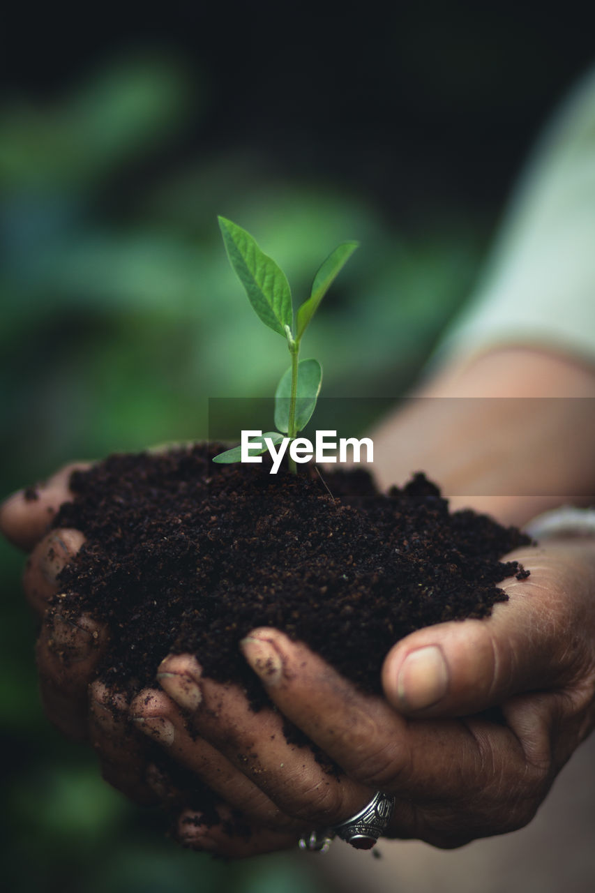 Close-up of man holding plant