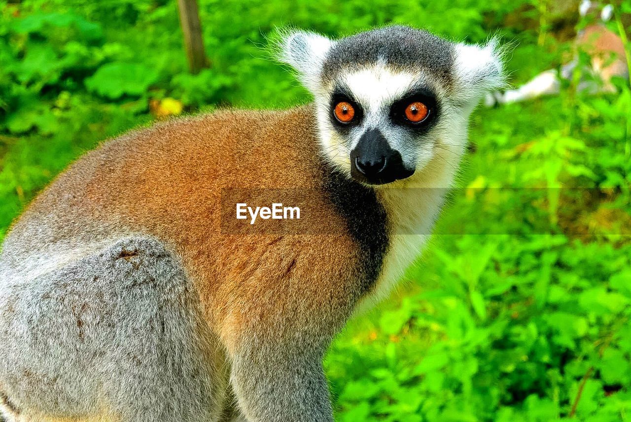 Close-up of lemur