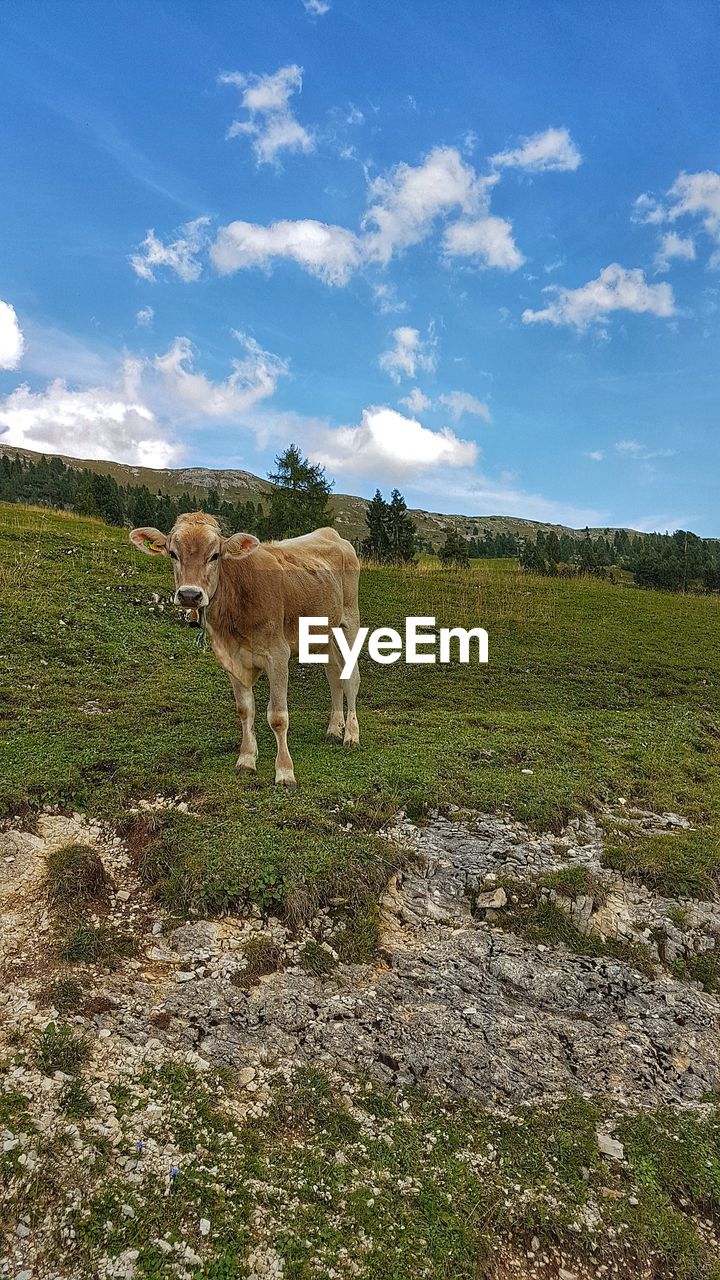 SHEEP GRAZING IN FIELD