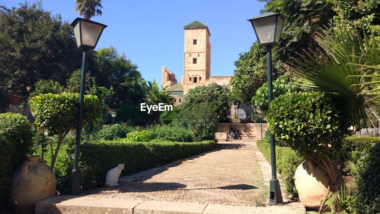 TREES AND PLANTS AGAINST BUILDING