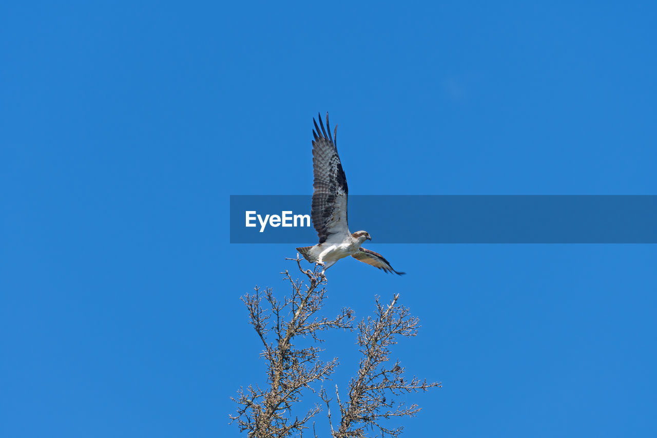 Osprey taking off from a tree on two mile lake in duck mountain provincial park in manitoba