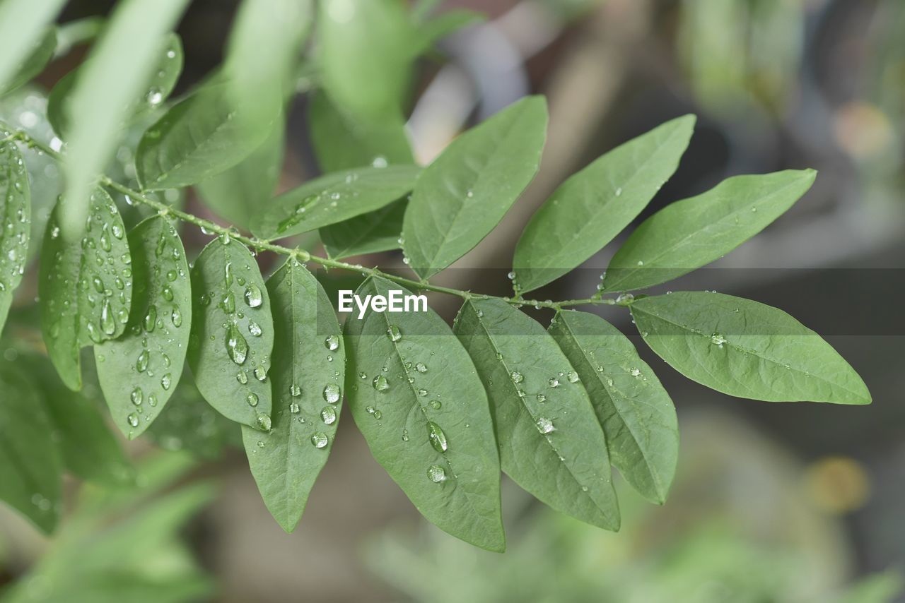 CLOSE-UP OF WATER DROPS ON LEAVES