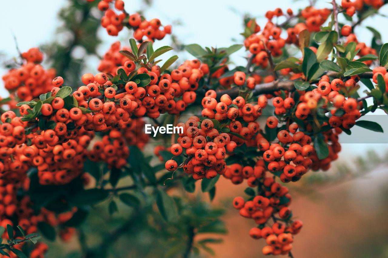 Close-up of berries growing on tree