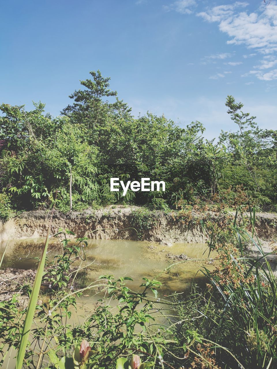 PLANTS GROWING IN LAKE