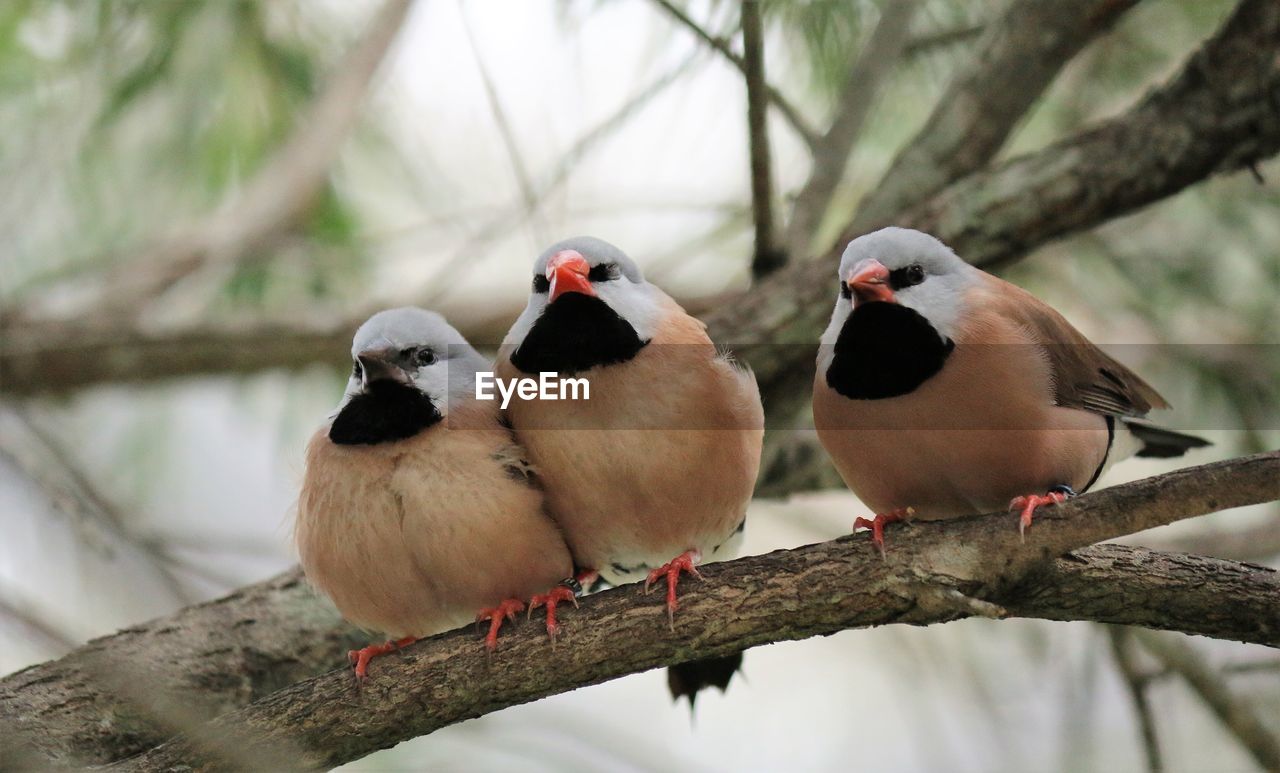 Close-up of bird perching on branch