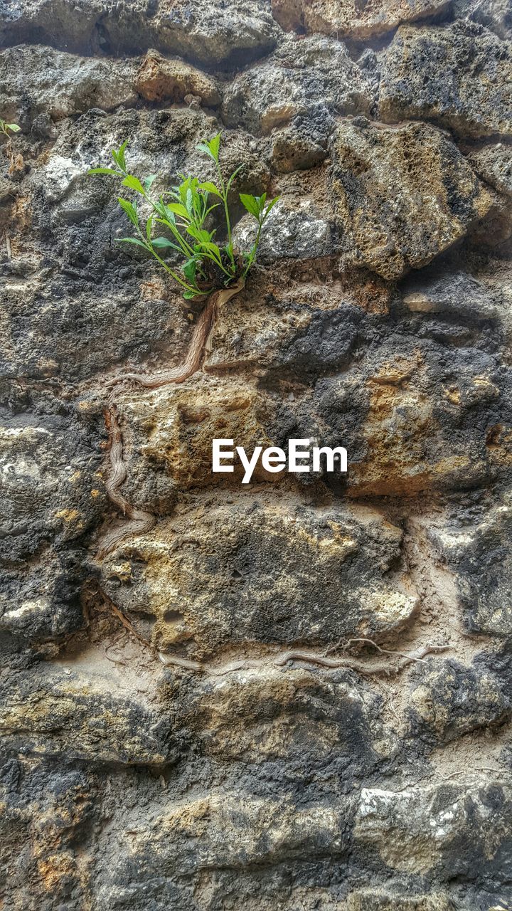 Low angle view of plant growing on stoned wall