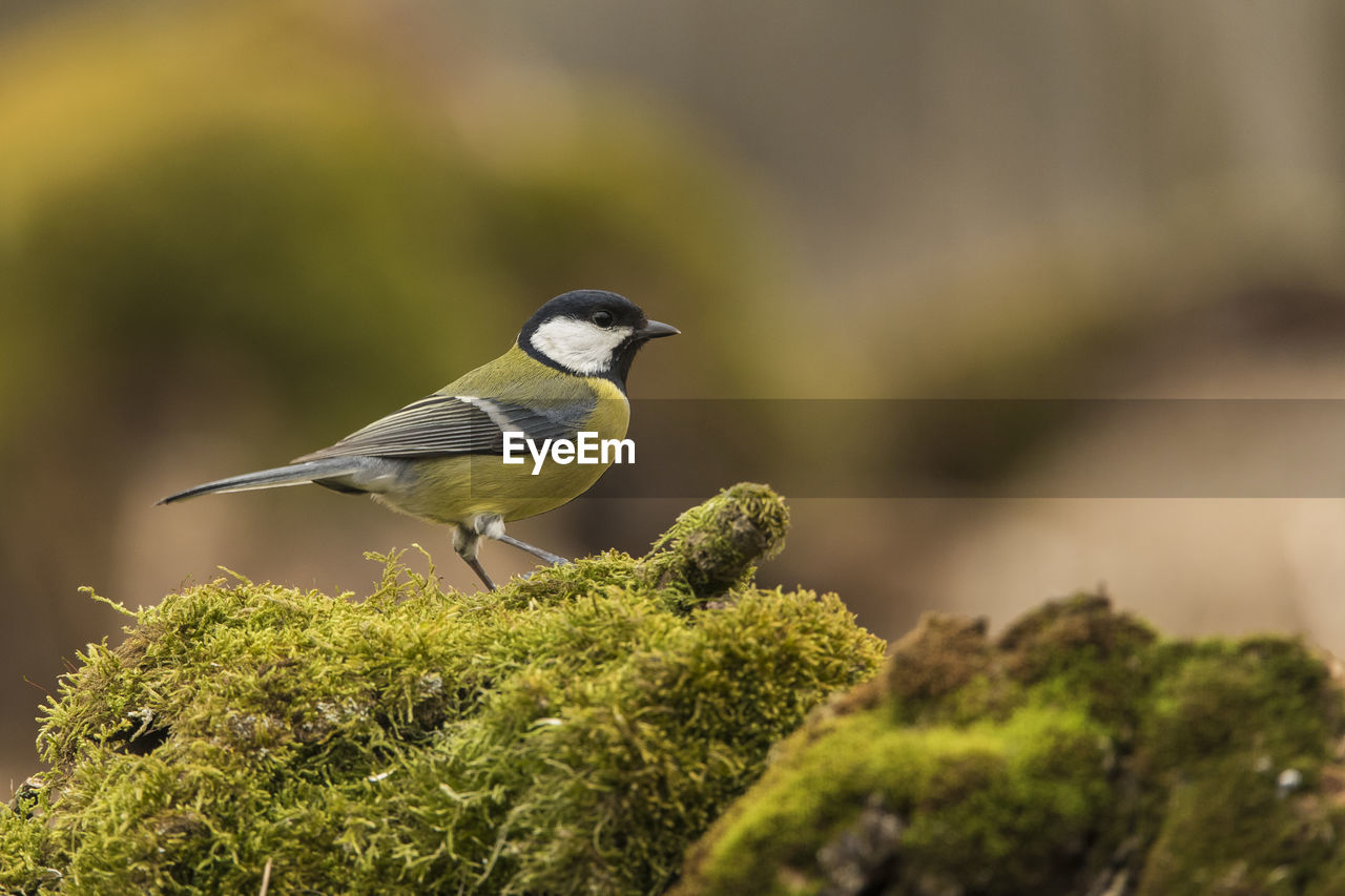 Close-up of bird perching on moss