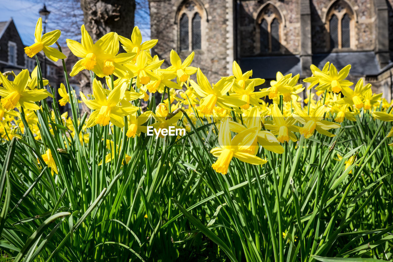 Yellow daffodils blooming in garden